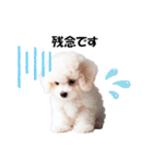 かわいいトイプーの犬スタンプ（個別スタンプ：13）