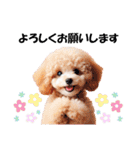 かわいいトイプーの犬スタンプ（個別スタンプ：16）