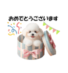 かわいいトイプーの犬スタンプ（個別スタンプ：17）