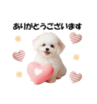 かわいいトイプーの犬スタンプ（個別スタンプ：18）