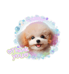 かわいいトイプーの犬スタンプ（個別スタンプ：19）