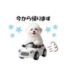 かわいいトイプーの犬スタンプ（個別スタンプ：24）