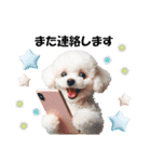 かわいいトイプーの犬スタンプ（個別スタンプ：26）