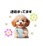 かわいいトイプーの犬スタンプ（個別スタンプ：27）