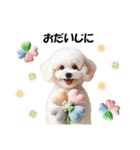 かわいいトイプーの犬スタンプ（個別スタンプ：28）