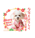 かわいいトイプーの犬スタンプ（個別スタンプ：32）