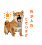 しばけんのあいさつ（個別スタンプ：1）
