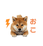 しばけんのあいさつ（個別スタンプ：2）