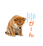 しばけんのあいさつ（個別スタンプ：3）