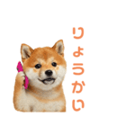 しばけんのあいさつ（個別スタンプ：5）