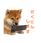 しばけんのあいさつ（個別スタンプ：6）