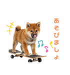 しばけんのあいさつ（個別スタンプ：7）