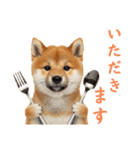 しばけんのあいさつ（個別スタンプ：8）