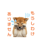 しばけんのあいさつ（個別スタンプ：9）