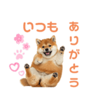 しばけんのあいさつ（個別スタンプ：10）
