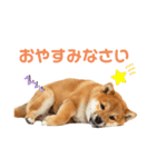 しばけんのあいさつ（個別スタンプ：11）