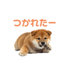 しばけんのあいさつ（個別スタンプ：12）