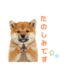 しばけんのあいさつ（個別スタンプ：13）