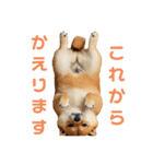 しばけんのあいさつ（個別スタンプ：14）