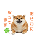 しばけんのあいさつ（個別スタンプ：15）