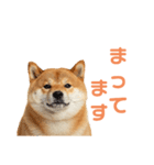 しばけんのあいさつ（個別スタンプ：16）