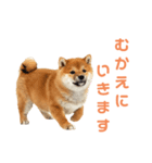 しばけんのあいさつ（個別スタンプ：17）