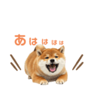 しばけんのあいさつ（個別スタンプ：18）