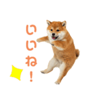 しばけんのあいさつ（個別スタンプ：20）