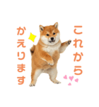 しばけんのあいさつ（個別スタンプ：21）