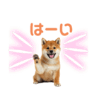 しばけんのあいさつ（個別スタンプ：27）