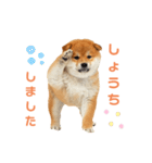 しばけんのあいさつ（個別スタンプ：30）
