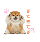 しばけんのあいさつ（個別スタンプ：31）