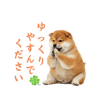 しばけんのあいさつ（個別スタンプ：32）