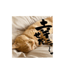 yocco baba（チビの日常会話）（個別スタンプ：3）
