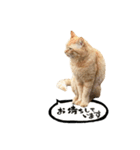 yocco baba（チビの日常会話）（個別スタンプ：10）