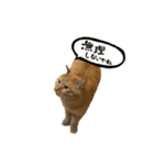 yocco baba（チビの日常会話）（個別スタンプ：16）