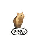 yocco baba（チビの日常会話）（個別スタンプ：17）
