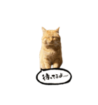yocco baba（チビの日常会話）（個別スタンプ：20）