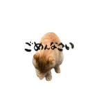 yocco baba（チビの日常会話）（個別スタンプ：22）