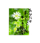 yocco baba(花と植物)（個別スタンプ：9）