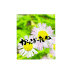 yocco baba(花と植物)（個別スタンプ：12）