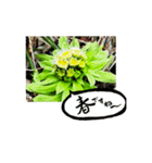 yocco baba(花と植物)（個別スタンプ：24）