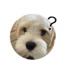 犬用愛犬スタンプ（個別スタンプ：1）