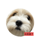 犬用愛犬スタンプ（個別スタンプ：2）