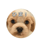 犬用愛犬スタンプ（個別スタンプ：3）