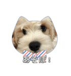 犬用愛犬スタンプ（個別スタンプ：6）