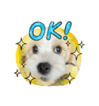犬用愛犬スタンプ（個別スタンプ：7）
