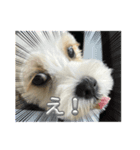 犬用愛犬スタンプ（個別スタンプ：8）