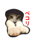 ケイとカイ 3（個別スタンプ：1）