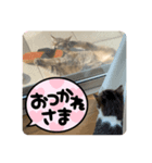 ケイとカイ 3（個別スタンプ：5）